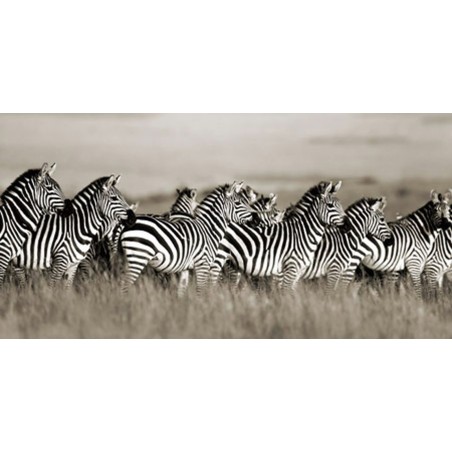 FRANK KRAHMER - Grant's zebra, Masai Mara, Kenya