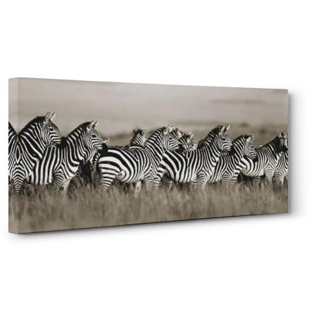 FRANK KRAHMER - Grant's zebra, Masai Mara, Kenya