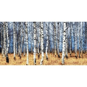 Oleg Znamenskiy - Birch grove in autumn