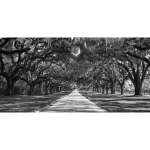 Anonymous - Tree lined plantation entrance, South Carolina