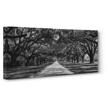 Anonymous - Tree lined plantation entrance, South Carolina