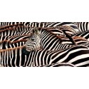 Pangea Images - Herd of zebras