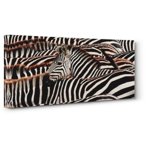 Pangea Images - Herd of zebras