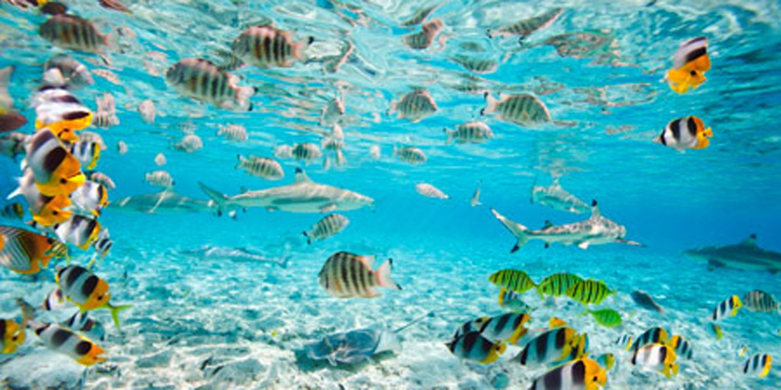Pangea Images - Fish and sharks in Bora Bora lagoon