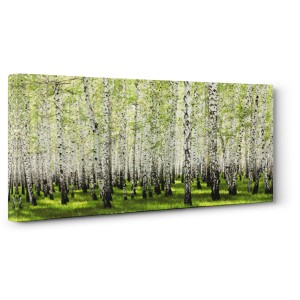 Anonymous - Birch forest in spring