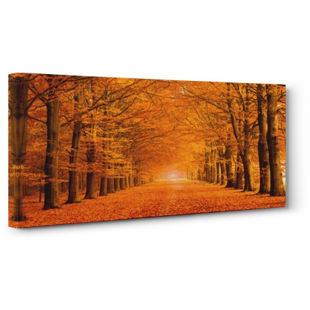 Pangea Images - Woods in autumn
