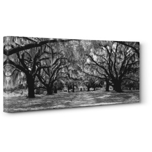 Anonymous - Avenue of oaks, South Carolina