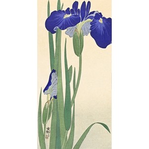 Ohara Koson - Irises