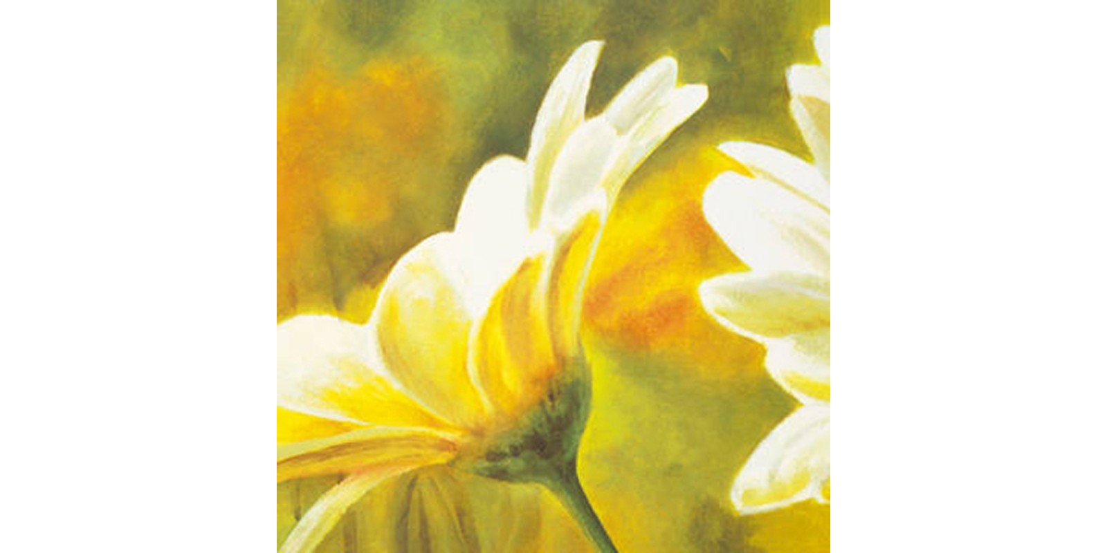 Pierre Viollet - Marguerites dans le soleil II