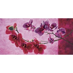 Sara J. Cortese - Composizione di orchidee