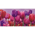 Sara J. Cortese - Campo di tulipani