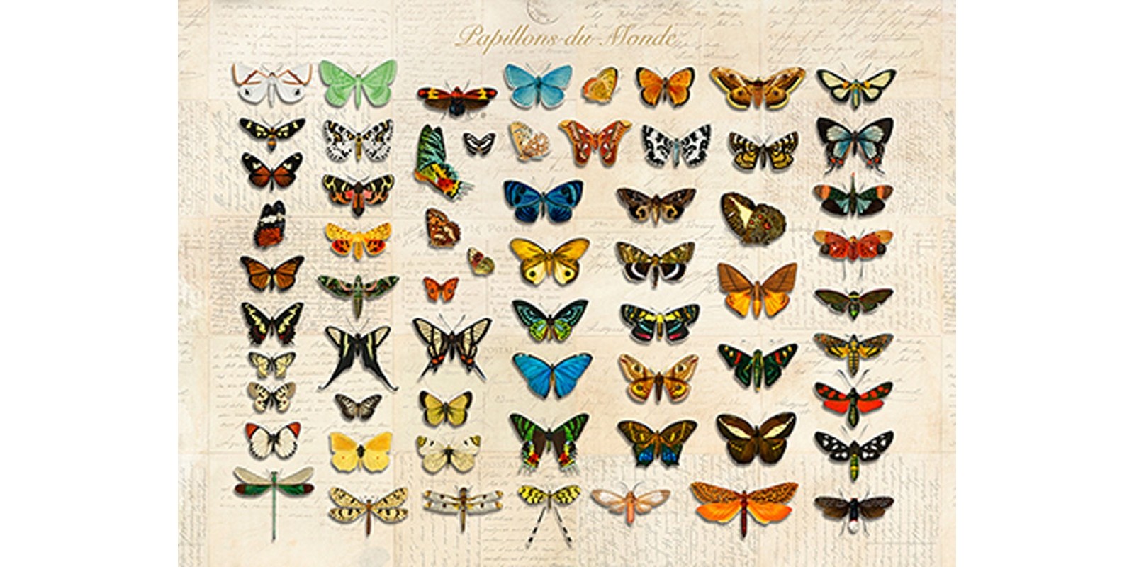 Stef Lamanche - Papillons du Monde, After D'Orbigny
