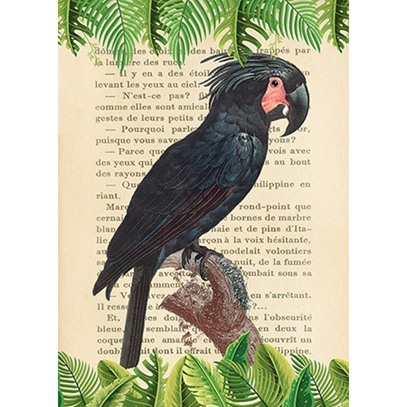 Stef Lamanche - The Palm Cockatoo, After Levaillant