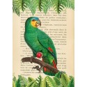 Stef Lamanche - The Orange-Winged Amazon, After Levaillant