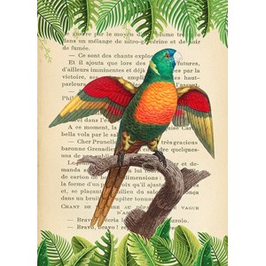 Stef Lamanche - The Blue-Headed Parrot, After Levaillant