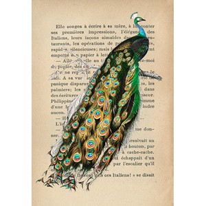 Stef Lamanche - Indian peafowl, After D'Orbigny
