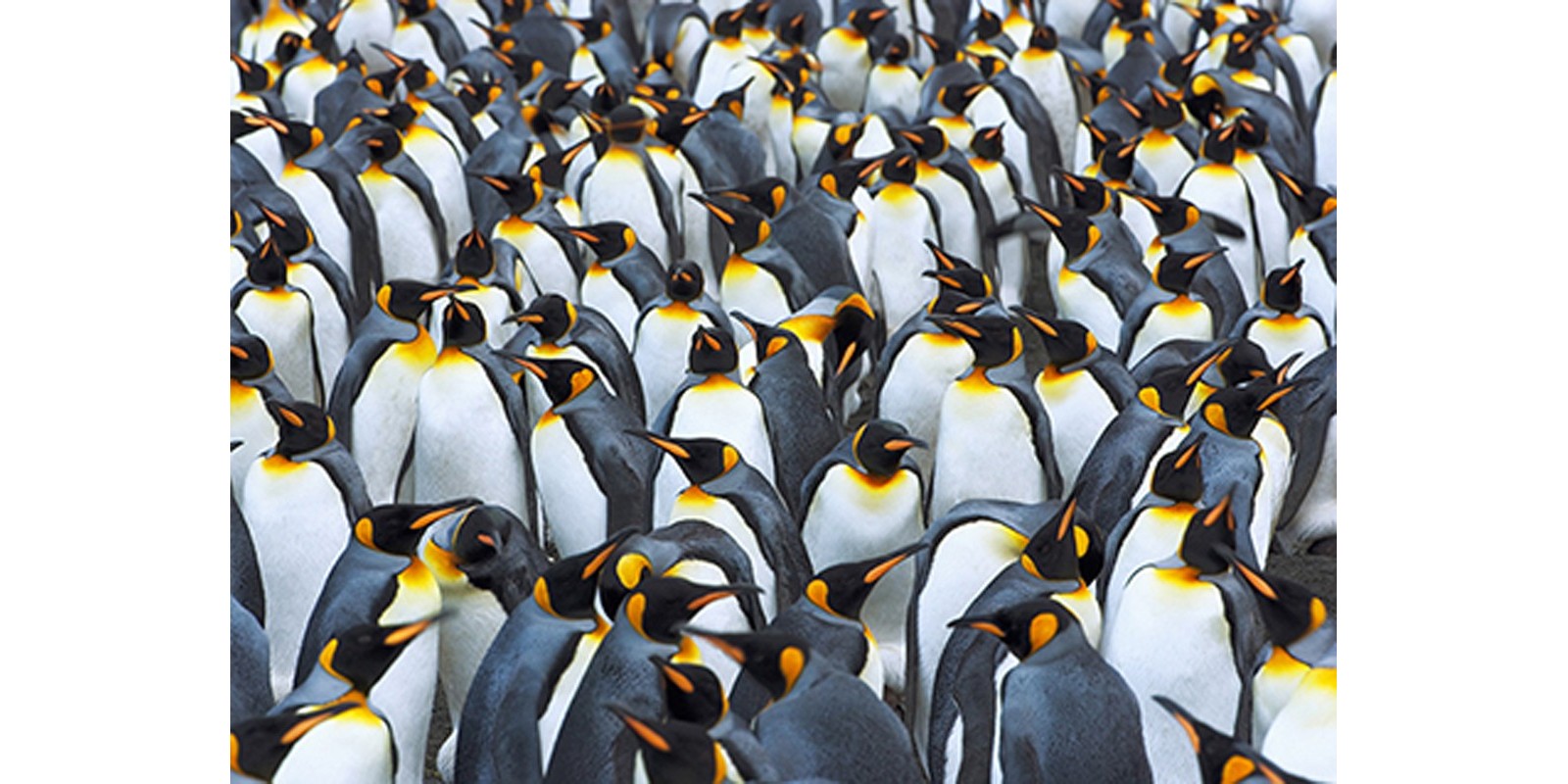 Frank Krahmer - King penguin colony, Antarctica