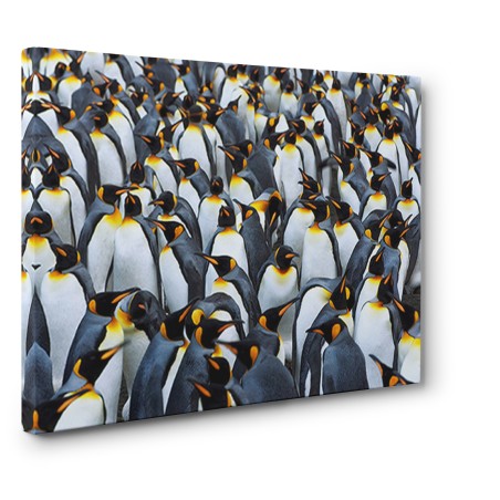 Frank Krahmer - King penguin colony, Antarctica