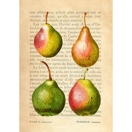 Remy Dellal - Pears, After Redouté