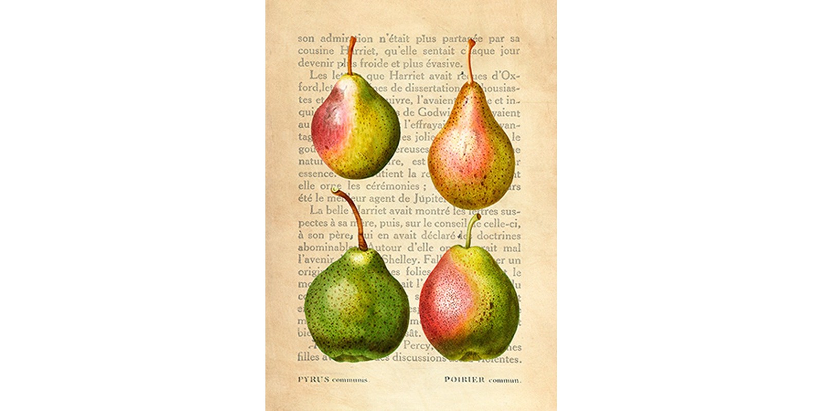 Remy Dellal - Pears, After Redouté