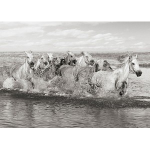 Pangea Images - Herd of Horses, Camargue