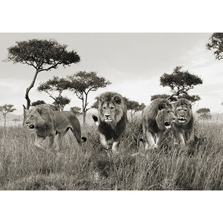 Pangea Images - Brothers, Masai Mara, Kenya