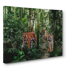 Pangea Images - Bengal Tigers