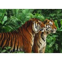 Pangea Images - Two Bengal Tigers