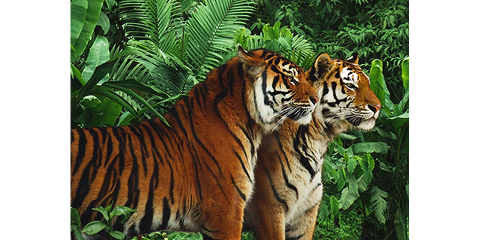 Pangea Images - Two Bengal Tigers