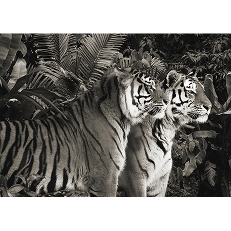 Pangea Images - Two Bengal Tigers (BW)