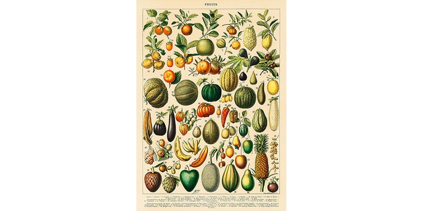 Adolphe Millot - Fruits and Vegetables
