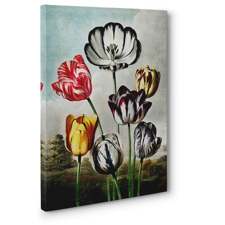 Robert John Thornton - Tulips from The Temple of Flora