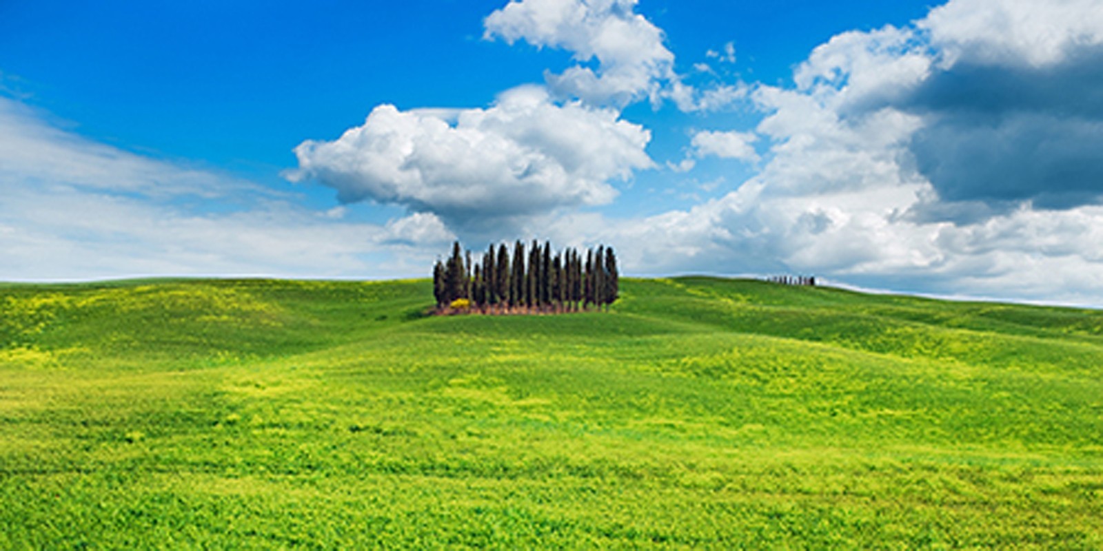 Frank Krahmer - Cypresses, Val d'Orcia, Tuscany (detail)