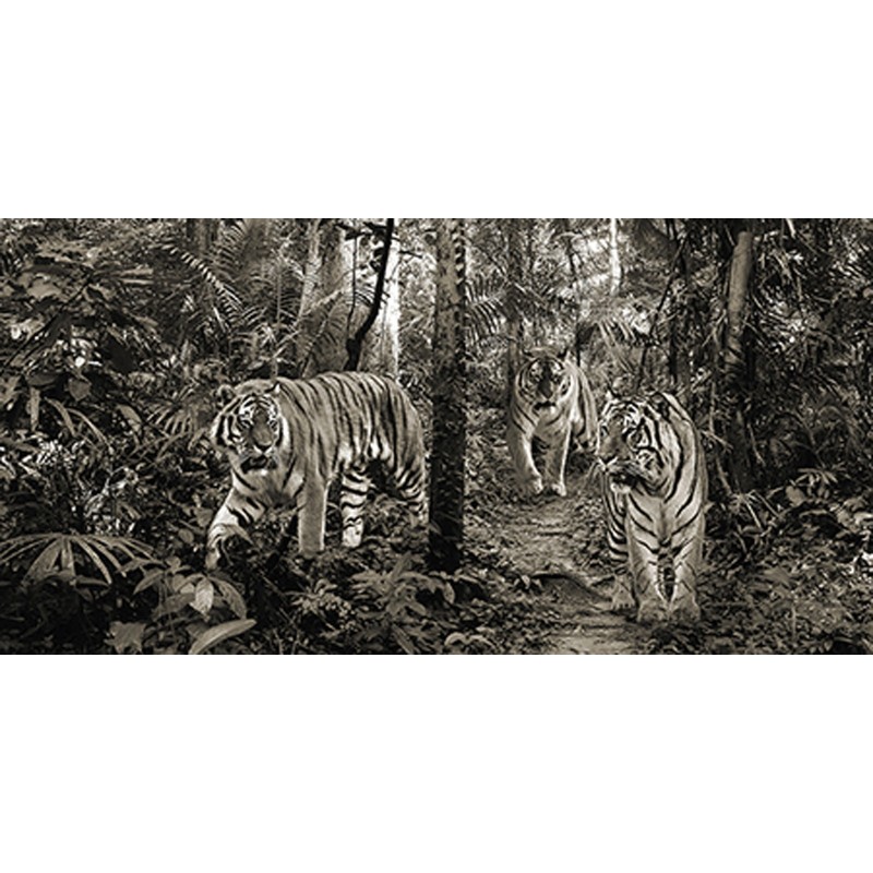 Pangea Images - Bengal Tigers (detail, BW)