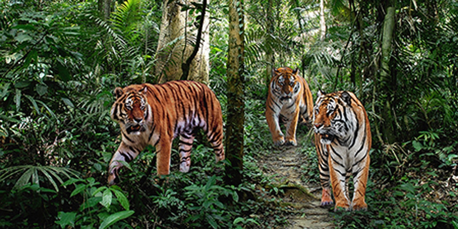 Pangea Images - Bengal Tigers (detail)