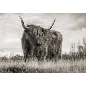 Pangea Images - Scottish Highland Cattle (BW)