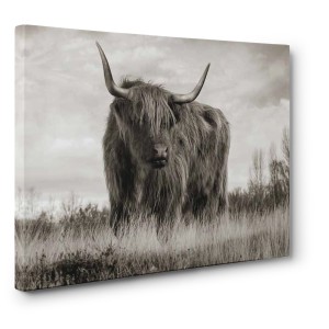 Pangea Images - Scottish Highland Cattle (BW)