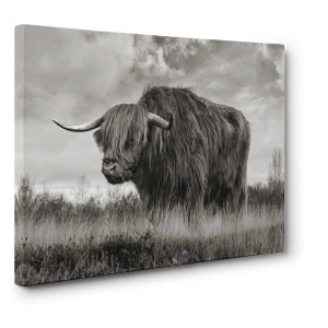 Pangea Images - Scottish Highland Bull (BW)