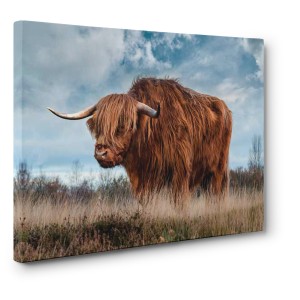 Pangea Images - Scottish Highland Bull