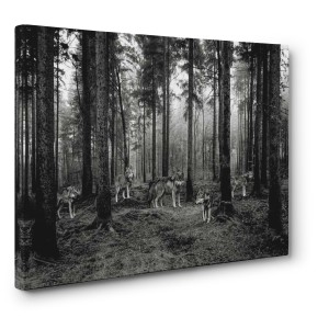 Pangea Images - Pack of Wolves in the Woods (BW)