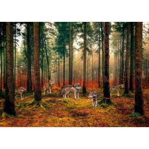 Pangea Images - Pack of Wolves in the Woods