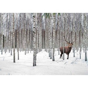 Pangea Images - Stag in Birch Forest, Norway
