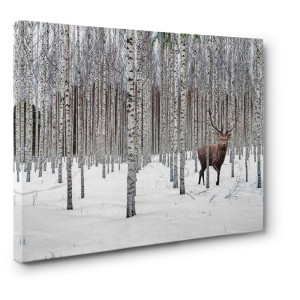 Pangea Images - Stag in Birch Forest, Norway