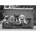 Pangea Images - Dog Pups in a Suitcase (detail)
