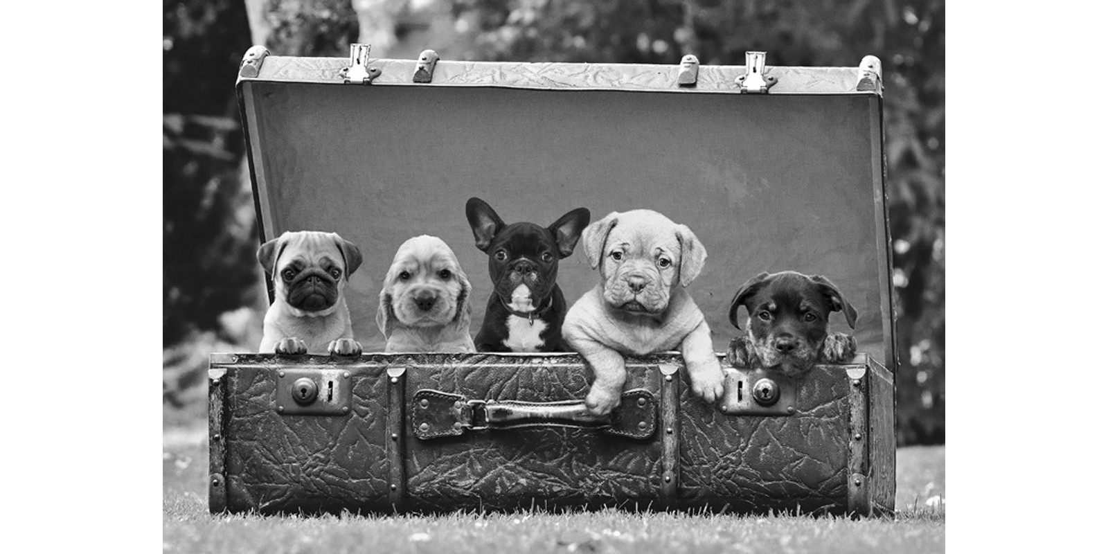 Pangea Images - Dog Pups in a Suitcase (detail)
