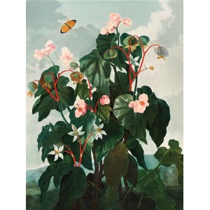 Robert John Thornton - Begonia from The Temple of Flora