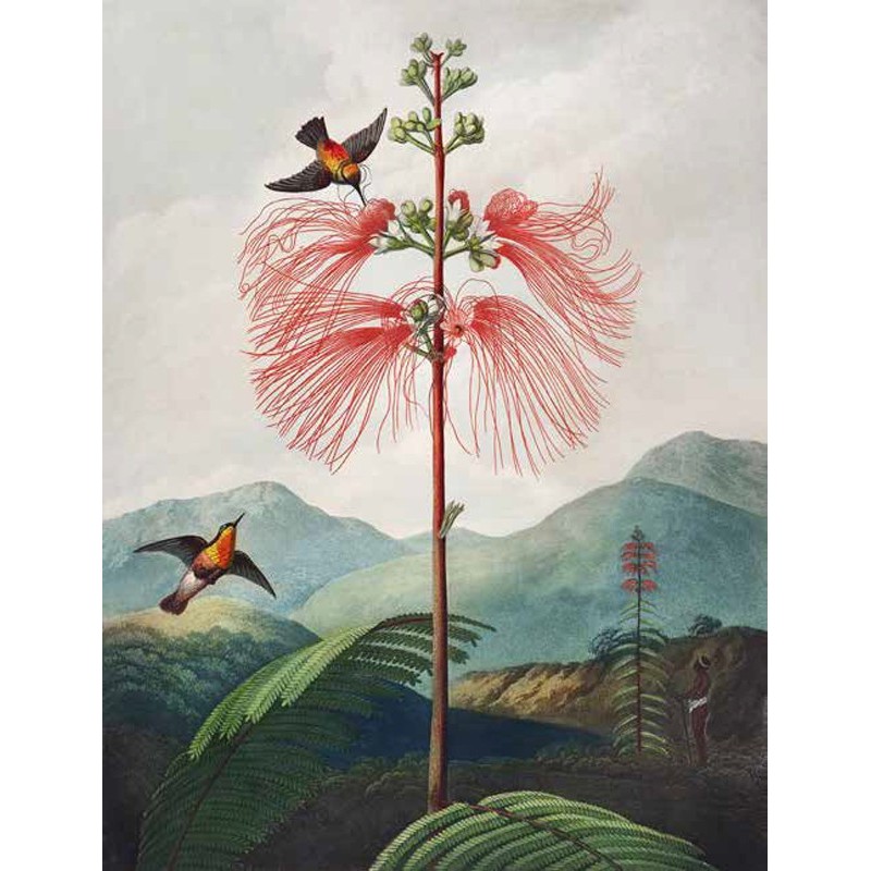 Robert John Thornton - Sensitive Plant from The Temple of Flora