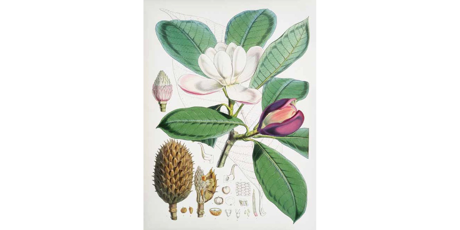 Walter Hood Fitch - Magnolia Hodgsonii, 1855