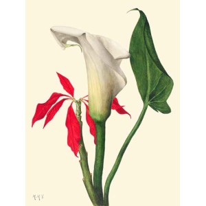 Mary Vaux Walcott - Calla Lily, 1877