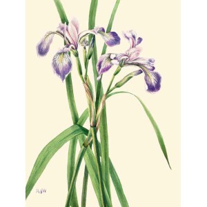 Mary Vaux Walcott - Blueflag Iris, 1919